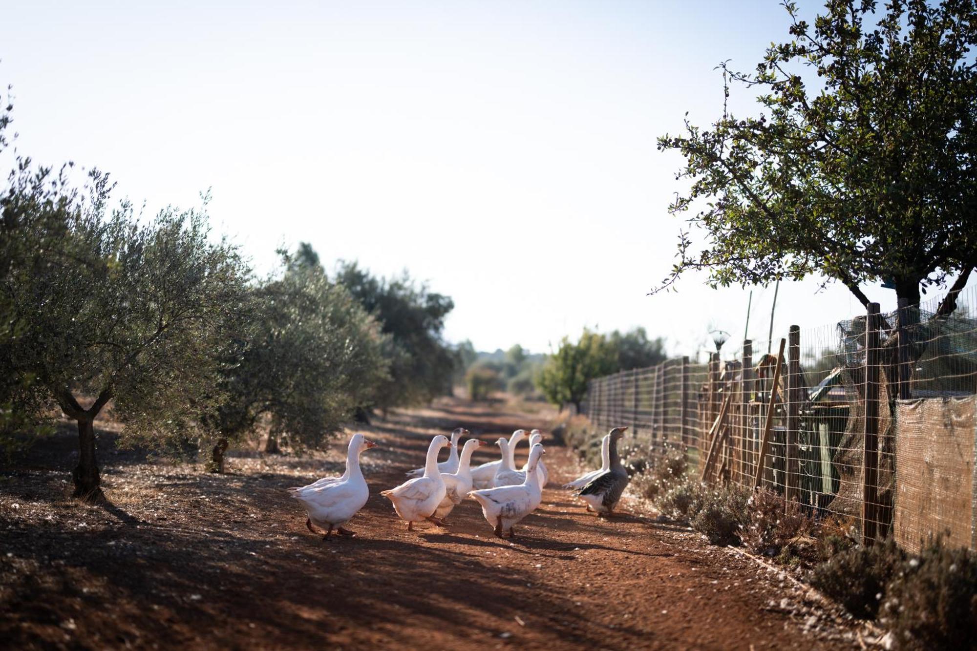 Eumelia Organic Agrotourism Farm Goúvai Exterior foto